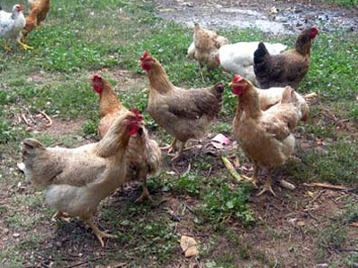 Χαρίζουν κότες στα νοικοκυριά για να μειώσουν τα οργανικά απορρίμματα!