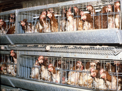 Η «απελευθέρωση»… της όρνιθας