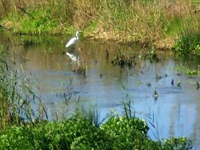 Σήμα κινδύνου εκπέμπει η λιμνοθάλασσα Κοτυχίου