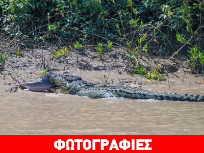 Σπάνια αιμοβόρα μάχη μεταξύ κροκόδειλου και καρχαρία! Δείτε ποιος νίκησε…