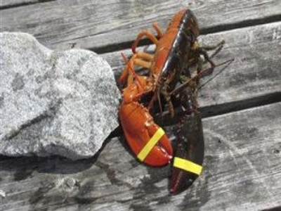 Εξαιρετικά σπάνιος δίχρωμος αστακός αλιεύτηκε στις ΗΠΑ