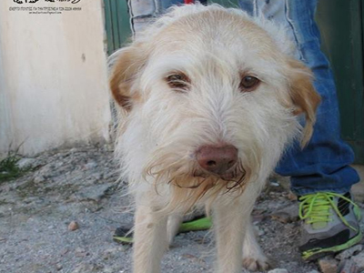 Ένα χαδιάρικο γκριφόν τεριέ αναζητεί την αγάπη σας