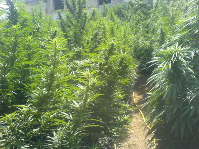 Λαζαράτι: ο αλβανικός «χασισοβολώνας» της Ευρώπης