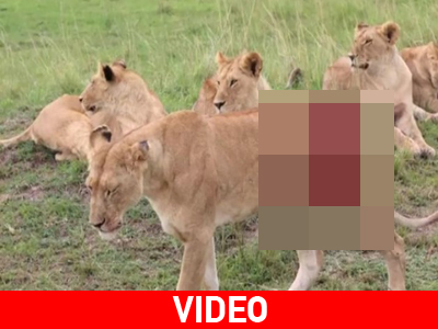 Συγκλονιστική διάσωση λιονταρίνας που την είχε τραυματίσει βούβαλος