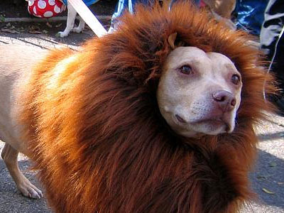 Το λιοντάρι… γάβγισε σε ζωολογικό κήπο της Κίνας!