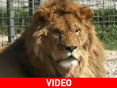 Παράπλευρες απώλειες: λιμοκτονούν τα λιοντάρια της Κριμαίας