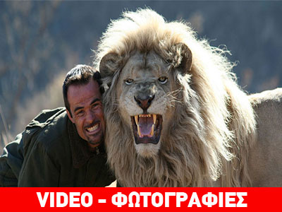 Όταν τα λιοντάρια εμπιστευτούν τον άνθρωπο… γίνονται «γατάκια»!