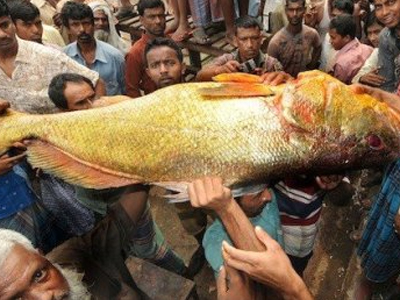 Πλήρωσε το λυθρίνι… χρυσό!