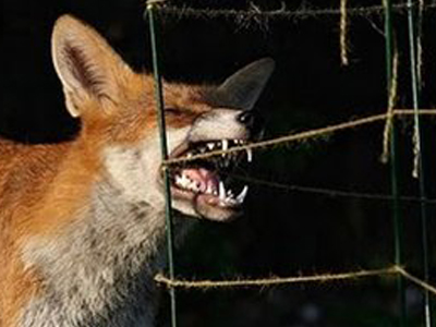 Δυτική Μακεδονία: Νέο ανησυχητικό κρούσμα λύσσας σε τσοπανόσκυλο