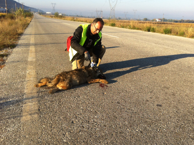Όχημα παρέσυρε και σκότωσε λύκο στην Καστοριά
