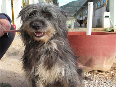 Ένα πανέμορφο γκριφόν αναζητεί μόνιμη αγκαλιά!