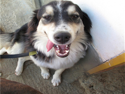 Υιοθετήστε την όμορφη Μάρθα που εγκαταλείφθηκε στους δρόμους