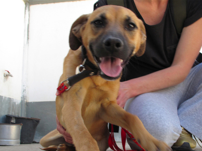 Μικρή, παιχνιδιάρα και φιλική, ψάχνει για υιοθεσία