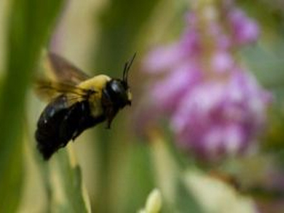Οι μέλισσες έχουν εξαφανιστεί ήδη μια φορά: μαζί με τους δεινόσαυρους!