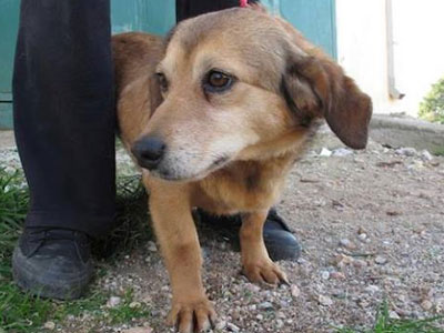 Μικρούλα, όμορφη με μπρίο, αναζητεί τον άνθρωπό της!