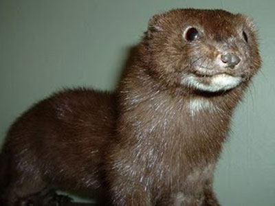 Τα απελευθέρωσαν πριν γίνουν γούνες!