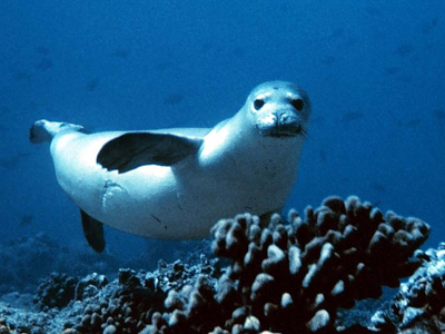 Εκστρατεία ενημέρωσης για τον πλούτο των ελληνικών θαλασσών