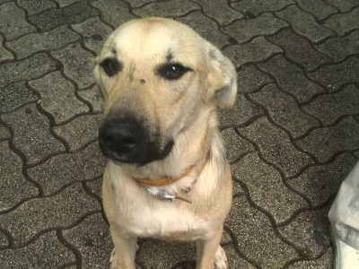 Υιοθετήστε αυτήν τη «φάτσα» που κακοποιήθηκε και κινδυνεύει