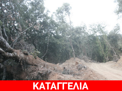 Kαταστρέφουν δάσος στη Ναύπακτο για υδρευτικό έργο