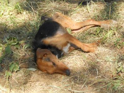 ΣΟΚ: Δηλητηριασμένα δολώματα στον Εθνικό Δρυμό της Βάλια Κάλντα