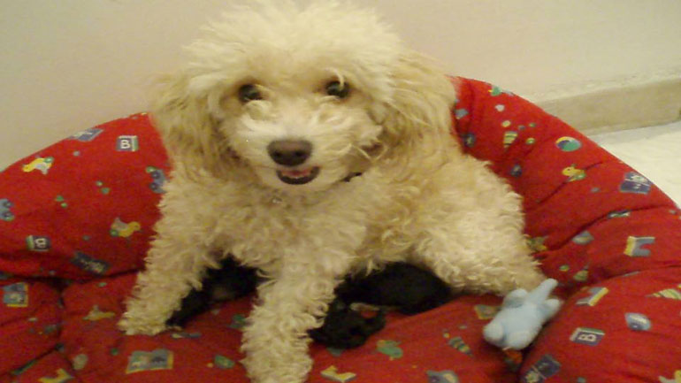 Χάθηκε η Πέρλα στον Λιμνιώνα Γραμματικού