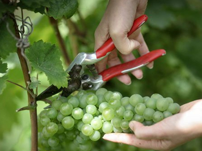 Στήριξη της οινοπαραγωγής από το υπουργείο Αγροτικής Ανάπτυξης