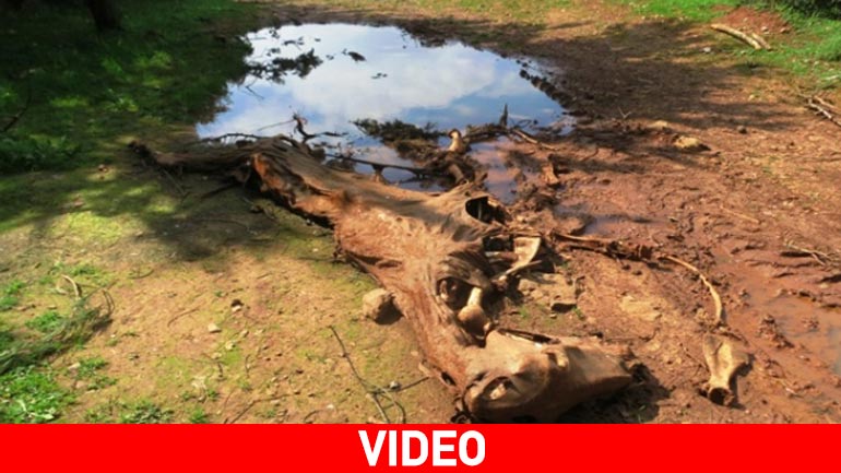 Φρίκη στο Hράκλειο: Bρέθηκαν τα κουφάρια 26 αλόγων – συνελήφθη ο υπαίτιος