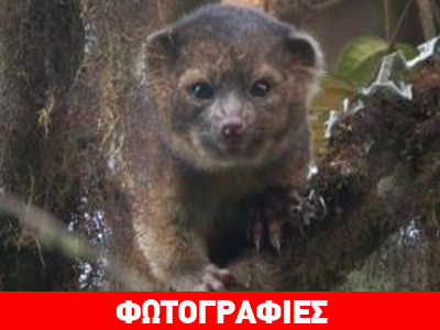 Νέο είδος ζώου που μοιάζει με γάτα και αρκούδα «κλέβει» τις εντυπώσεις!