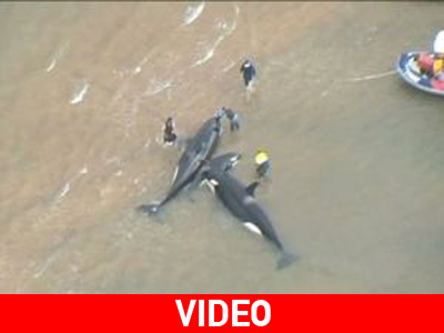 Διάσωση φαλαινών-δολοφόνων on camera