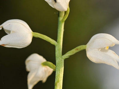 Κέρκυρα: Επιχειρούν να εξαφανίσουν δια παντός τις άγριες ορχιδέες!