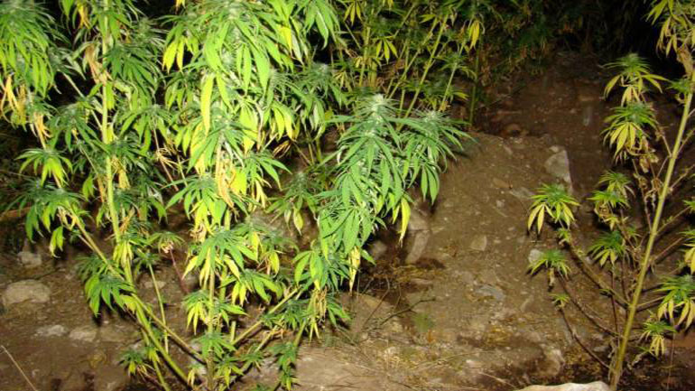 Σύλληψη 68χρονου στην Κέρκυρα για καλλιέργεια κάνναβης