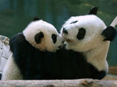 Έρευνες γεννούν ελπίδες για τη διάσωση των Πάντα!