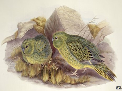 Ανακάλυψε σπάνιο νυχτερινό παπαγάλο και κρατάει το μυστικό…