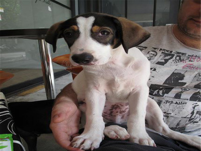 Υιοθετήστε τον Πάρη που διασώθηκε την τελευταία στιγμή!