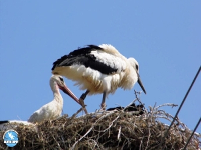 Δορυφορική παρακολούθηση πελαργών για πρώτη φορά στην Ελλάδα