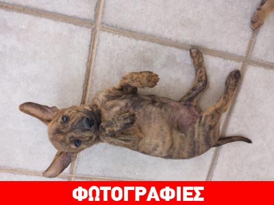 Υιοθετήστε πανέμορφα κουτάβια που βρέθηκαν παρατημένα!