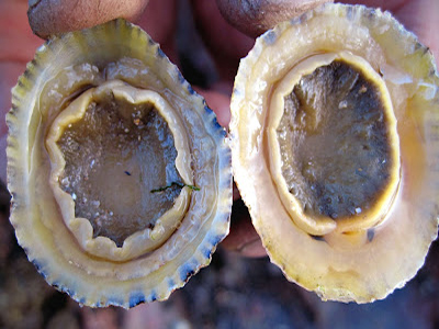 Οι πεταλίδες τρέφονται και με πλαστικά!