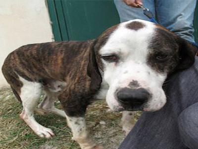 Υιοθετήστε πανέμορφα σκυλάκια που έχουν την ανάγκη μας!