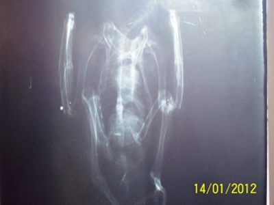 Επεισόδια λαθροθηρίας στο Δέλτα του Έβρου