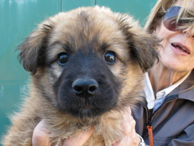 Υιοθετείστε τρία υπέροχα σκυλάκια που χάθηκαν στην Αθήνα