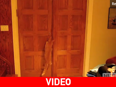 Οι πιο θεαματικές «αποδράσεις» κατοικίδιων!