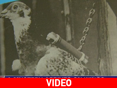 Μυστικό στρατιωτικό μήνυμα του 1944 βρέθηκε σε… σκελετό περιστεριού!