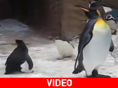 Πιγκουίνοι καταδιώκουν… πεταλούδα