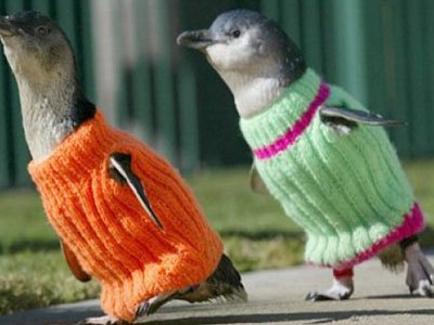 Τα πουλόβερ σώζουν τους πιγκουίνους!