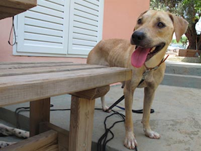 Υιοθετήστε ένα ημίαιμο πιτμπουλ που κατασχέθηκε με εντολή εισαγγελέα