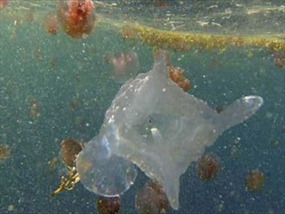 Ανακαλύφθηκε τεράστια δηλητηριώδης μέδουσα χωρίς πλοκάμια