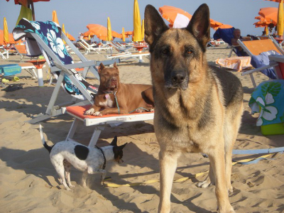 Ιταλία: Παροχή πρώτων βοηθειών σε παραλία μόνο για… σκύλους!