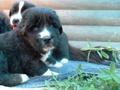 Ο Αρκτούρος δίνει 37 κουτάβια ελληνικού ποιμενικού σε κτηνοτρόφους