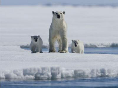 Ποδηλατοπορεία της Greenpeace για τη διάσωση της Αρκτικής