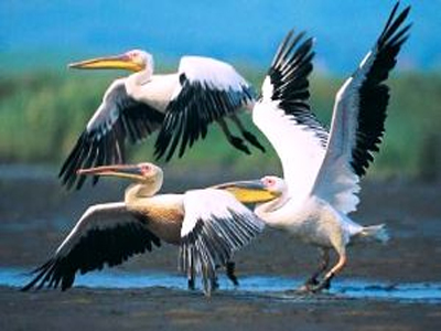 Πανελλαδική απογραφή πελεκάνων για πρώτη φορά